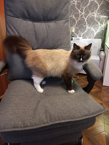 Компьютерное кресло Rapid голубое фото покупателя 59