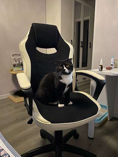 Компьютерное кресло Gamer черное / бежевое фото покупателя 12