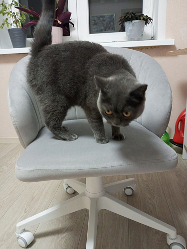 Компьютерное кресло Пард экокожа белый фото покупателя 220