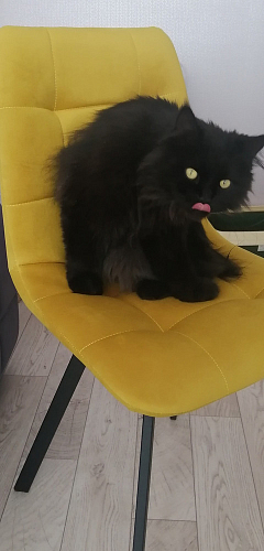 Комплект стульев Чилли 2 шт бежевый / черный фото покупателя 1521