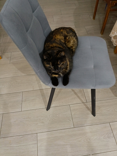 Стул на металлокаркасе Чилли светло-серый / белый каркас фото покупателя 458