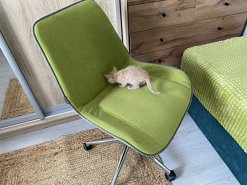 Компьютерное кресло Style черный 35 фото покупателя 14