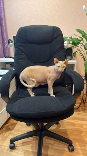 Компьютерное кресло Comfort Lux/Комфорт Люкс черный фото покупателя 62