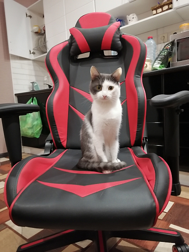 Компьютерное кресло Racer черное / голубое фото покупателя 1