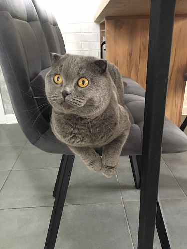 Комплект стульев Чилли 2 шт бежевый / черный фото покупателя 999