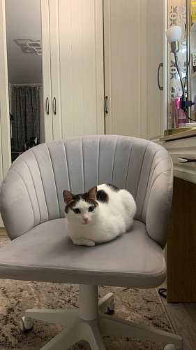 Компьютерное кресло Пард confetti silver серый / черный фото покупателя 183