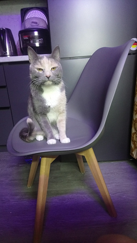 Стул Bonuss blue / wooden legs фото покупателя 12