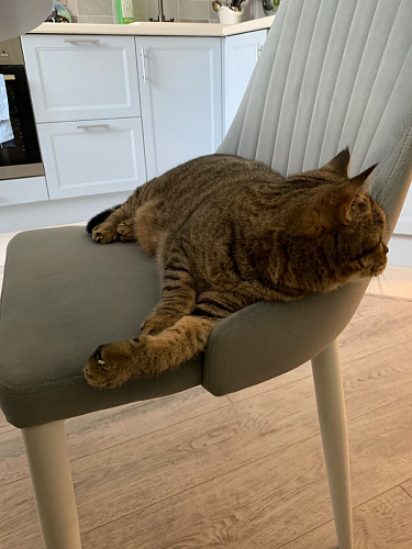 Стул на металлокаркасе Kora dark gray / black фото покупателя 264