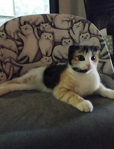 Компьютерное кресло Melody розовое фото покупателя 220