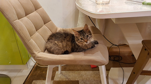 Комплект стульев Стронг 4 шт темно-серый / черный фото покупателя 10