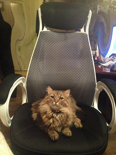 Компьютерное кресло Burgos белое фото покупателя 50