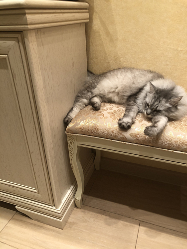 Банкетка  Валентино орех / шоколад фото покупателя 5