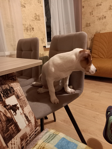 Стул на металлокаркасе Чилли бежевый / белый каркас фото покупателя 1097