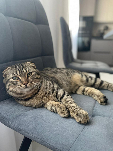 Стул на металлокаркасе Чилли К светло-серый велюр / черный каркас фото покупателя 686