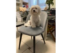 Стул на металлокаркасе Gabi 1 бежевый / черный с серебряными наконечниками фото покупателя 915