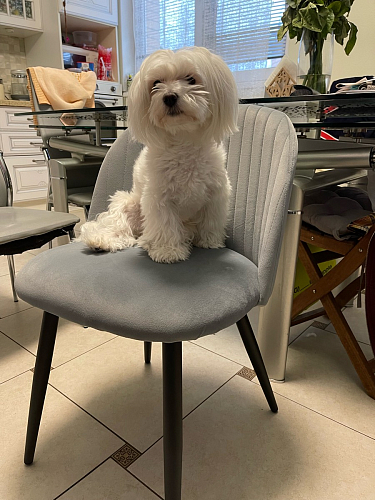 Стул на металлокаркасе Gabi gray / black фото покупателя 915