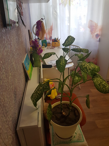 Стол-книжка СтК4 венге / дуб молочный фото покупателя 9