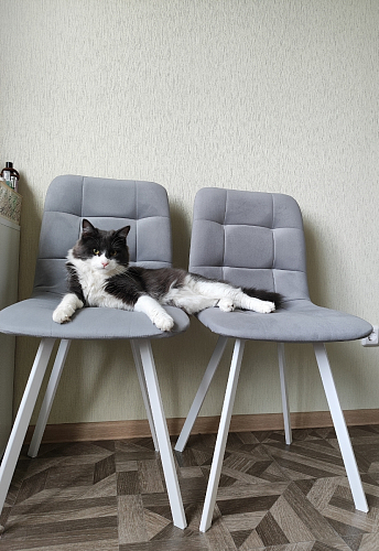 Стул на металлокаркасе Чилли К черный / зеленый фото покупателя 447