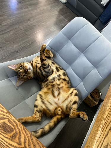 Стул на металлокаркасе Челси К бирюзовый / черный фото покупателя 6