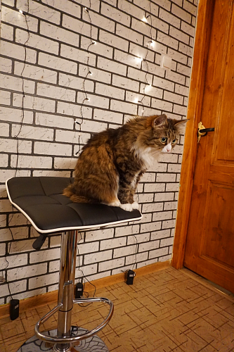 Барный стул Fera фото покупателя 14