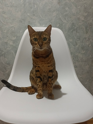 Стул Cindy Eames mod. 001 white / natural фото покупателя 49