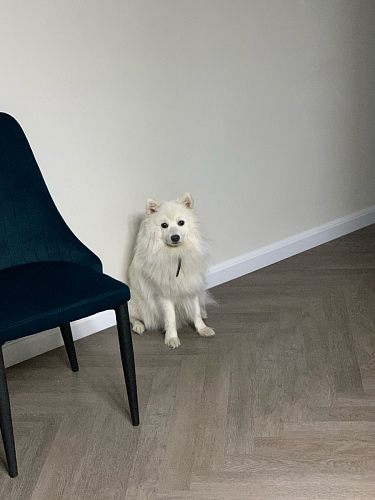 Стул Kora gray фото покупателя 17