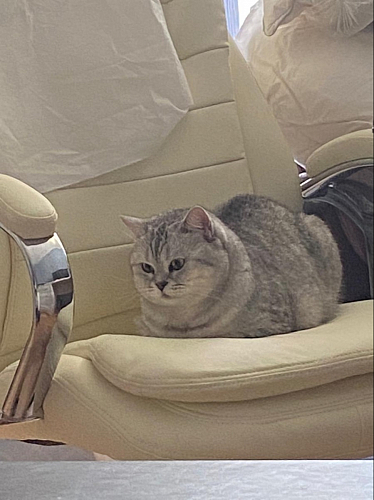 Компьютерное кресло Tomar серое фото покупателя 152