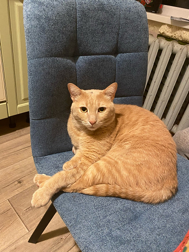 Стул на металлокаркасе Bruk blue / white фото покупателя 1