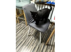 Стул на металлокаркасе Вейв темно-серый / черный фото покупателя 289