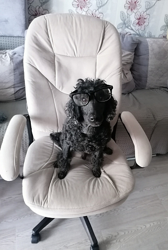 Компьютерное кресло Comfort lux серый фото покупателя 67