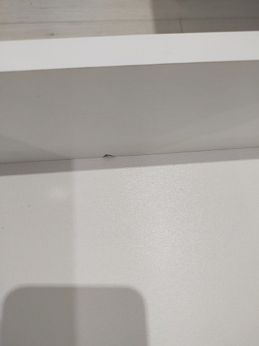 Стол письменный СП3 дуб молочный фото покупателя 3