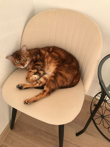 Стул на металлокаркасе Gabi green / black / silver фото покупателя 26