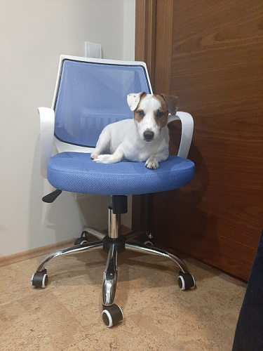 Компьютерное кресло Ergoplus blue / gray / white фото покупателя 1