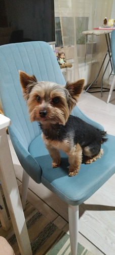 Стул на металлокаркасе Kora gray / black фото покупателя 95