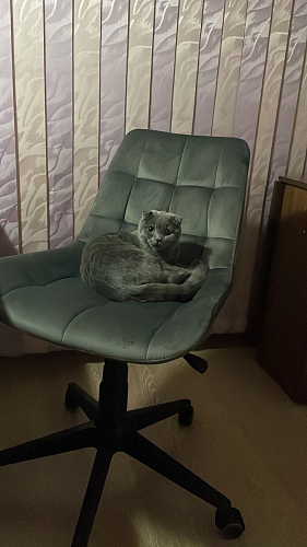 Кресло Келми 1  / AV 245 белый каркас синий микровелюр (neo 25) фото покупателя 21