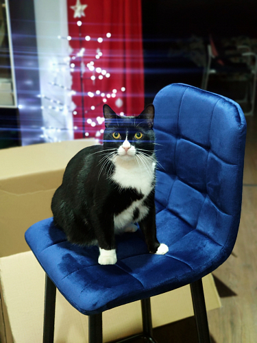 Барный стул Chio black / grey фото покупателя 27