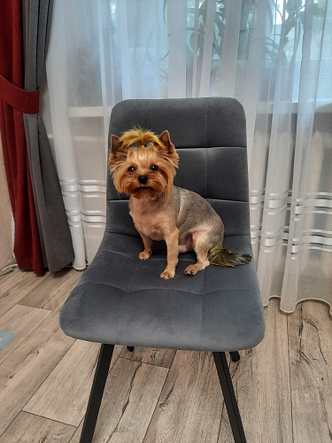 Комплект стульев Чилли 2 шт бежевый / черный фото покупателя 729