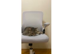 Компьютерное кресло Konfi light gray / white фото покупателя 232