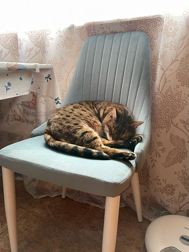 Стул на металлокаркасе Kora light purple / black фото покупателя 267