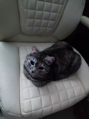 Компьютерное кресло Herd light grey фото покупателя 137