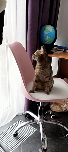 Компьютерное кресло Kolin light gray фото покупателя 5