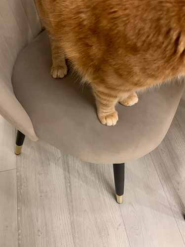 Стул на металлокаркасе Gabi 1 light blue / black / gold фото покупателя 670