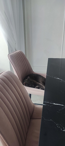 Стул на металлокаркасе Седа 360 К латте (velutto 08) / белый фото покупателя 337